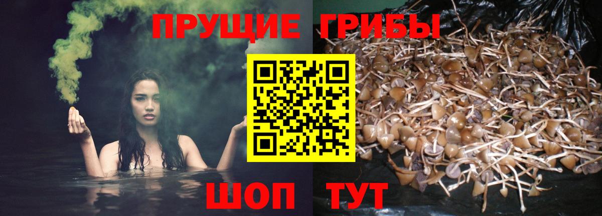 Скопин  Галлюциногенные грибы GOLDEN TEACHER  Вход с VPN 
